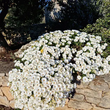 Trullo Siamese Ferienhaus Alberobello